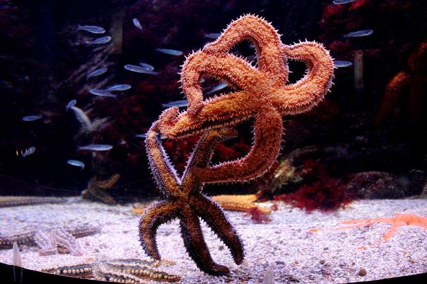 Donostiako Aquariuma