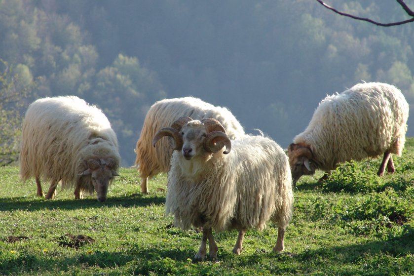 Tour de queso Idiazabal